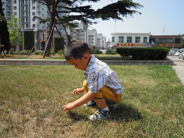 军训之后，还要完成除草任务。这满地的小草，我也分不清哪是草，哪是花呀？