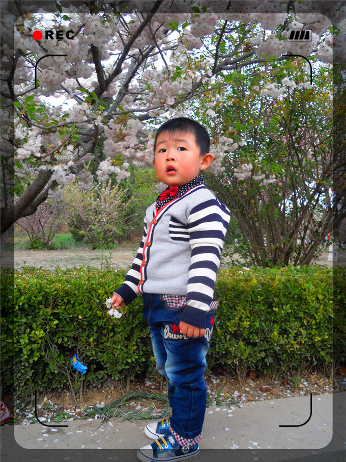 2014年的五一，峻熙在樱花园看樱花。