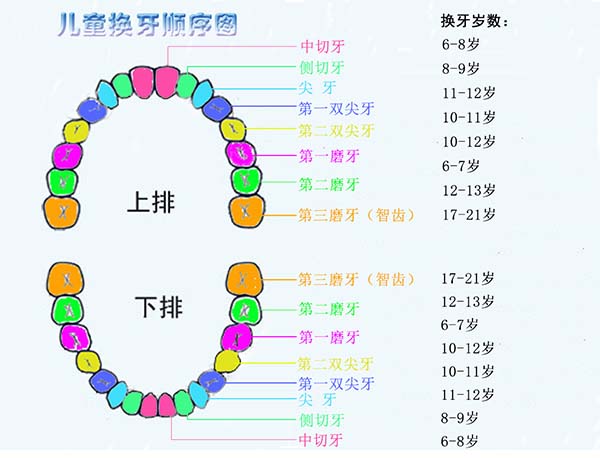 儿童换牙顺序图